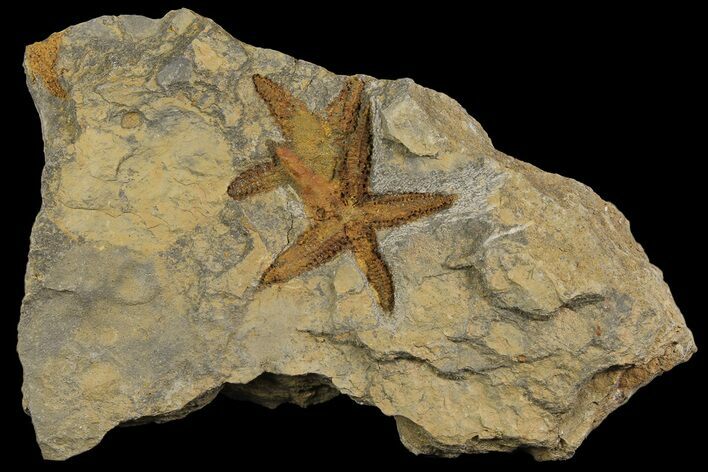 Ordovician Starfish (Petraster?) Fossils - Morocco #178812